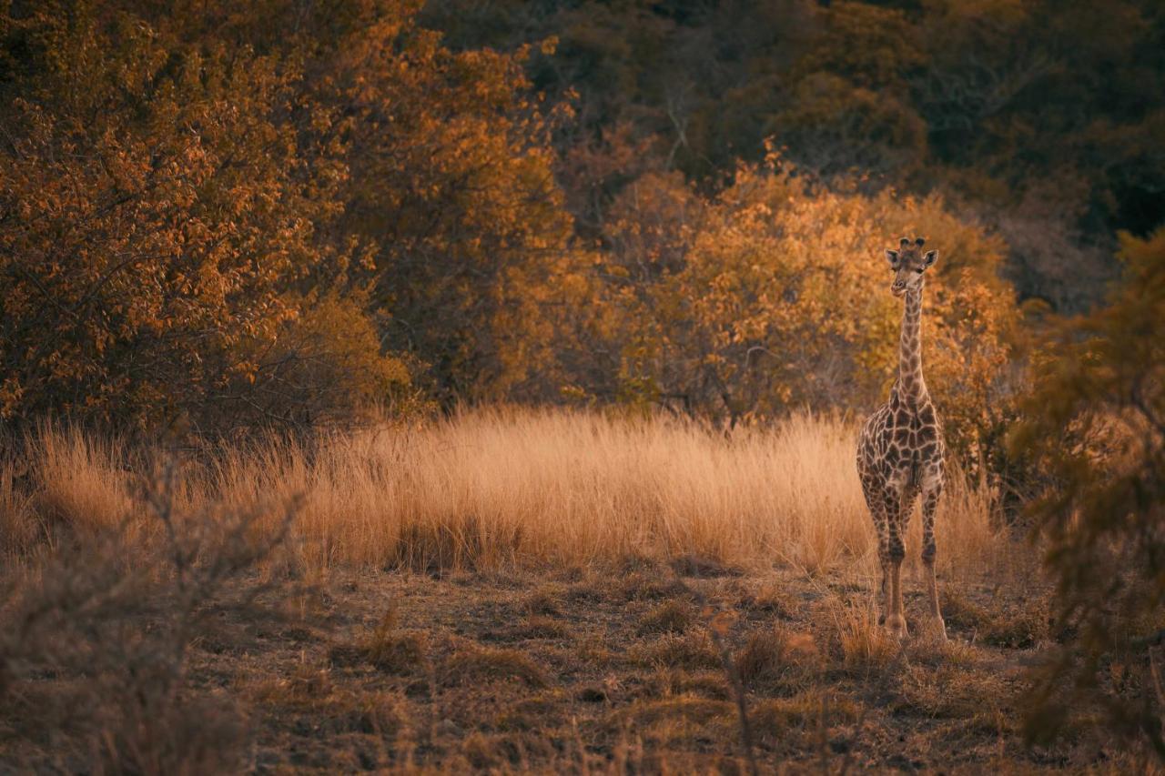 Vila Leshiba Wilderness Louis Trichardt Exteriér fotografie
