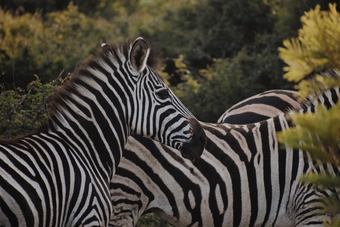 Vila Leshiba Wilderness Louis Trichardt Exteriér fotografie