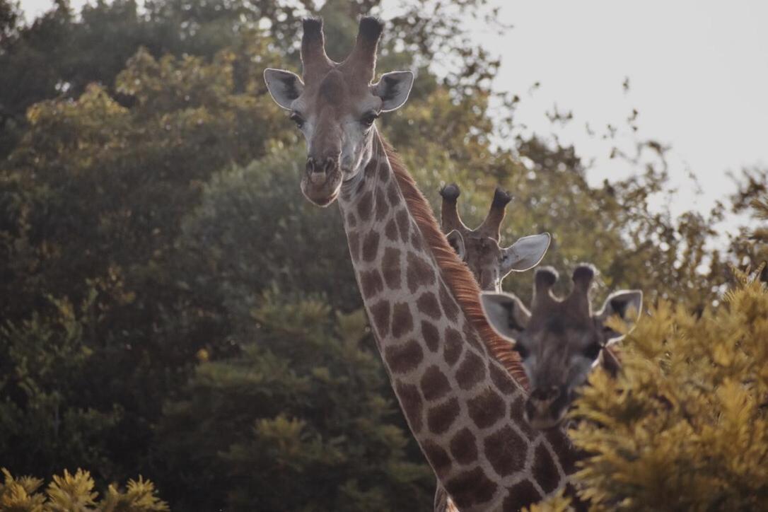 Vila Leshiba Wilderness Louis Trichardt Exteriér fotografie