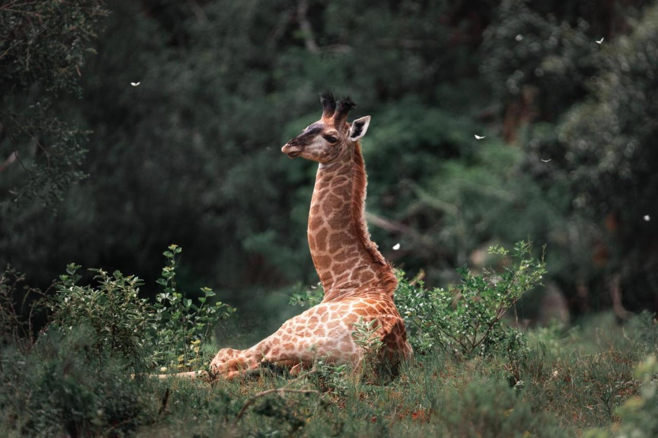 Vila Leshiba Wilderness Louis Trichardt Exteriér fotografie